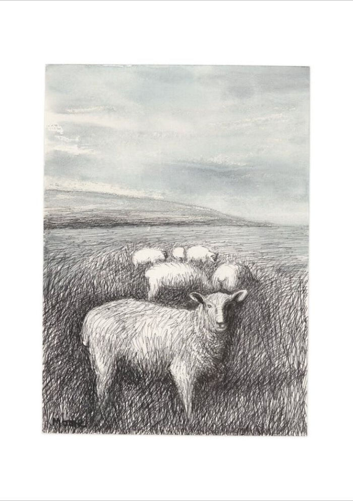 Sheep - Henry Moore - Pencil and pen