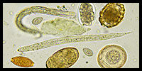 anthelmintics-lg.jpg