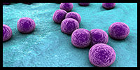 streptograminslg.jpg