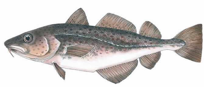 Fishes on an 80 day cruise? Yeah, right.