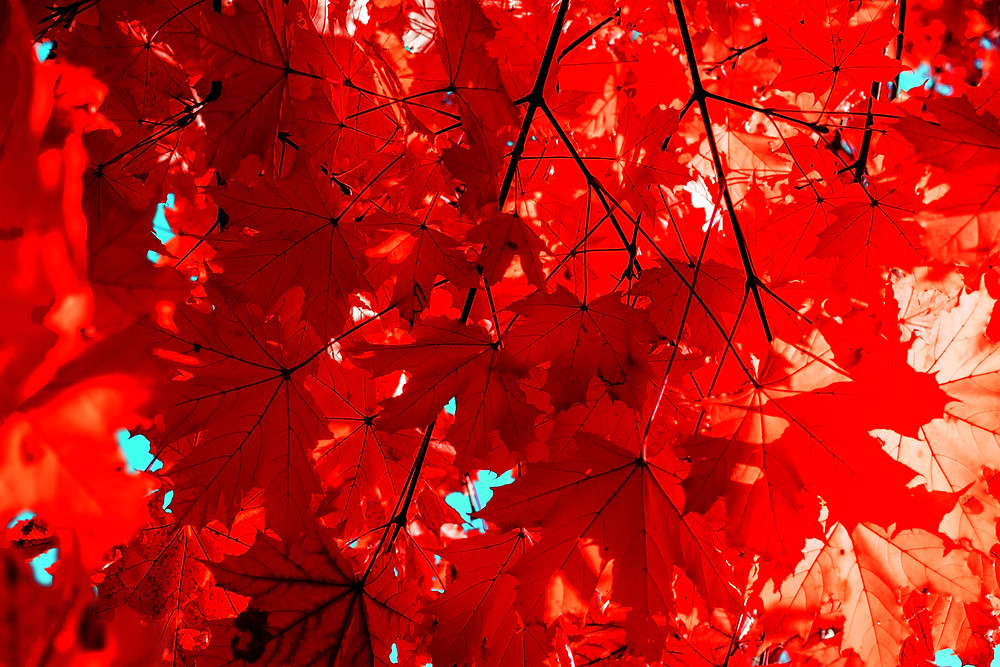 Red leaves for fall