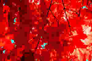 Red leaves for fall