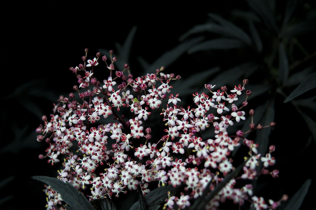 In Blüte