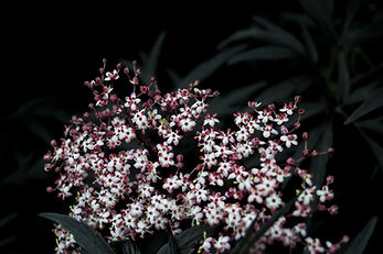 In Bloom