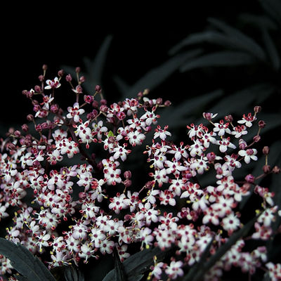 Image of white and purple flowers, with long dark green blade like leaves behind them.