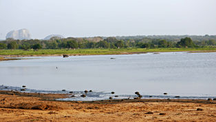 Frühmorgendliche Safari im Yala Nationalpark