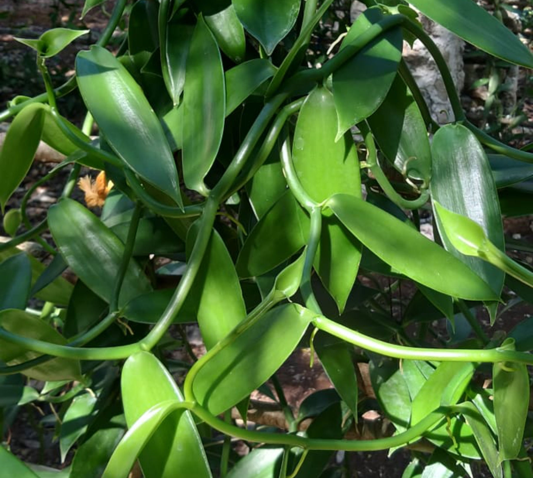 Esquejes Certificados