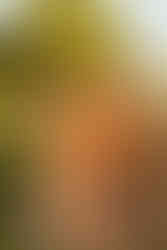 sunflower field portraits photoshoot twin cities minnesota