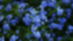 blossom-4k-2b-1366x768.jpg