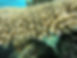 Acropora closeup Moorea.jpg