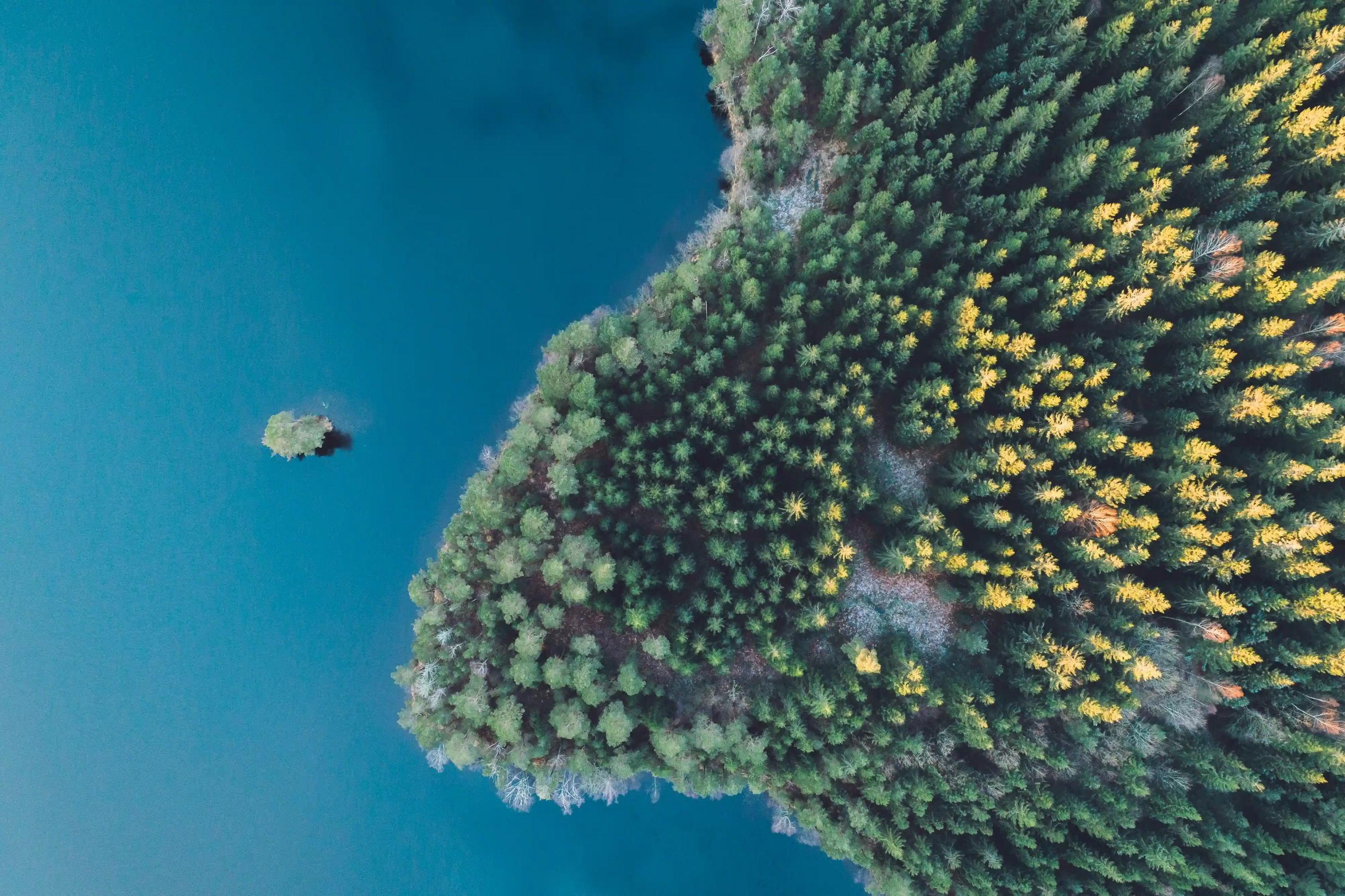 Trees on a lake_edited.jpg