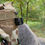 Thumbnail: Hip Holster