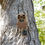 Thumbnail: Screw-In Trail Cam Mount