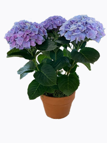 Hydrangea | The Potting Shed