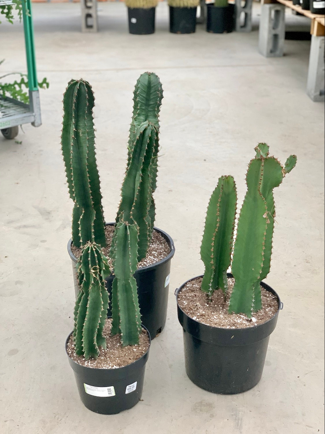 Euphorbia Ammak Green