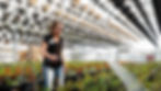Greenhouse-15.jpg