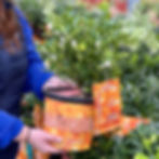 Calamondin Citrus Plant