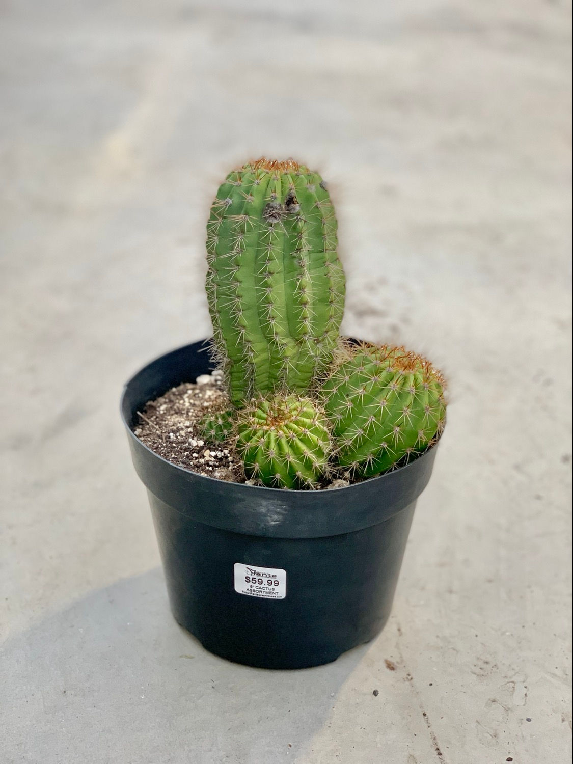 Torch Cactus