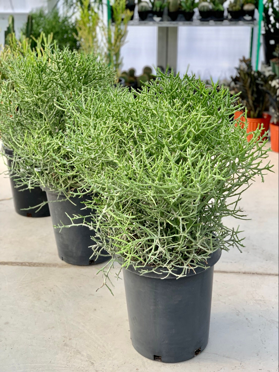 Euphorbia Briar Patch, 15-Gallon Pot