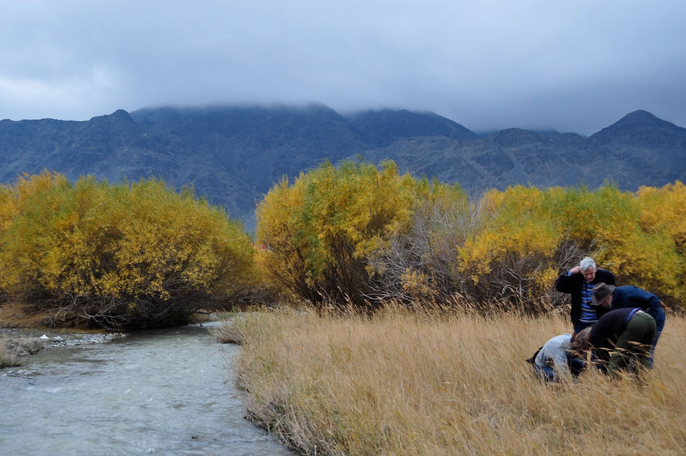field work, Junggar Basin, Xinjiang, China. Scientists gathering to examine a plant in a riparian area with changing autumn leaves and a misty mountain range in the background.