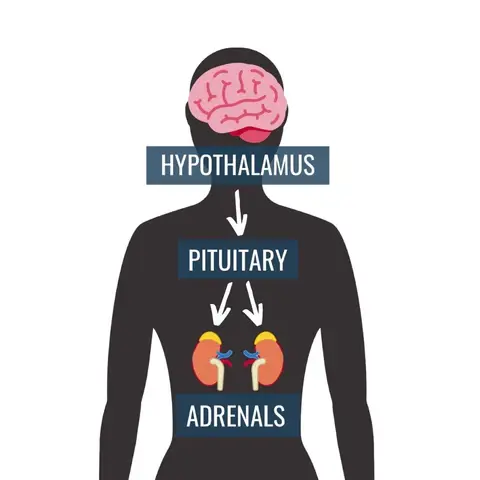 HPA Axis