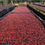 Thumbnail: Ethiopia Shantawene "ROASTERS CHOICE"
