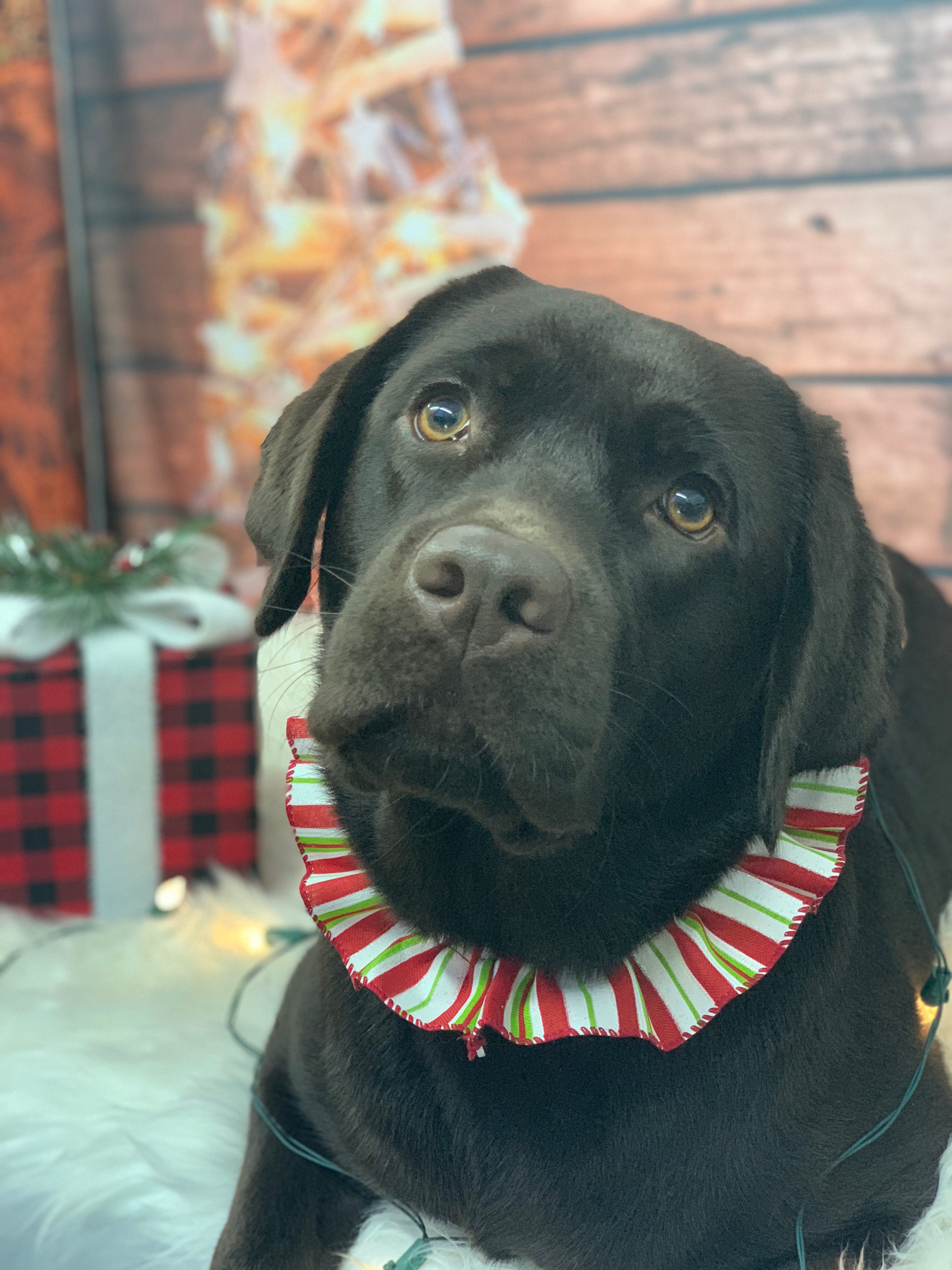 Chocolate Lab