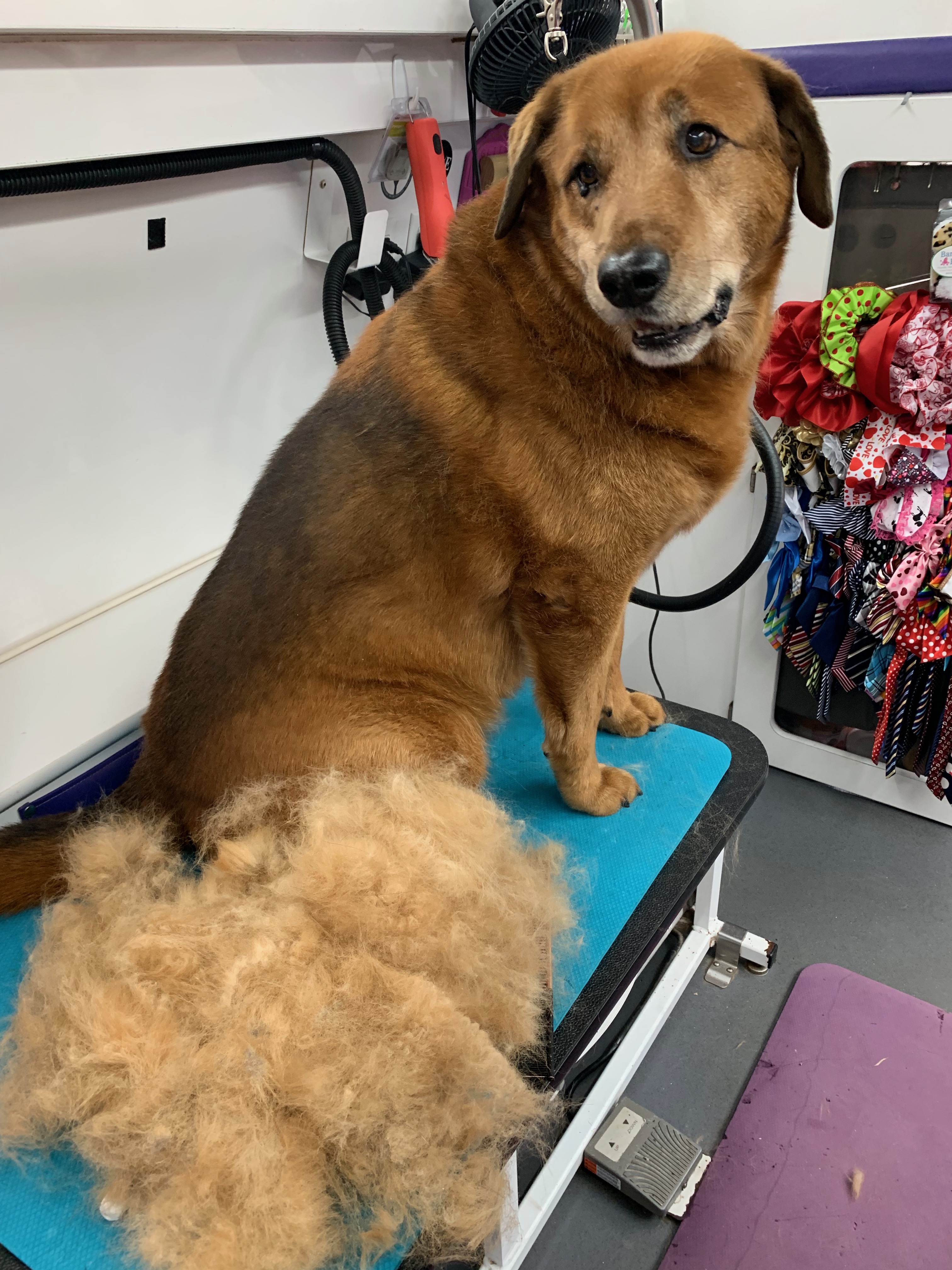 Shedless Treatment