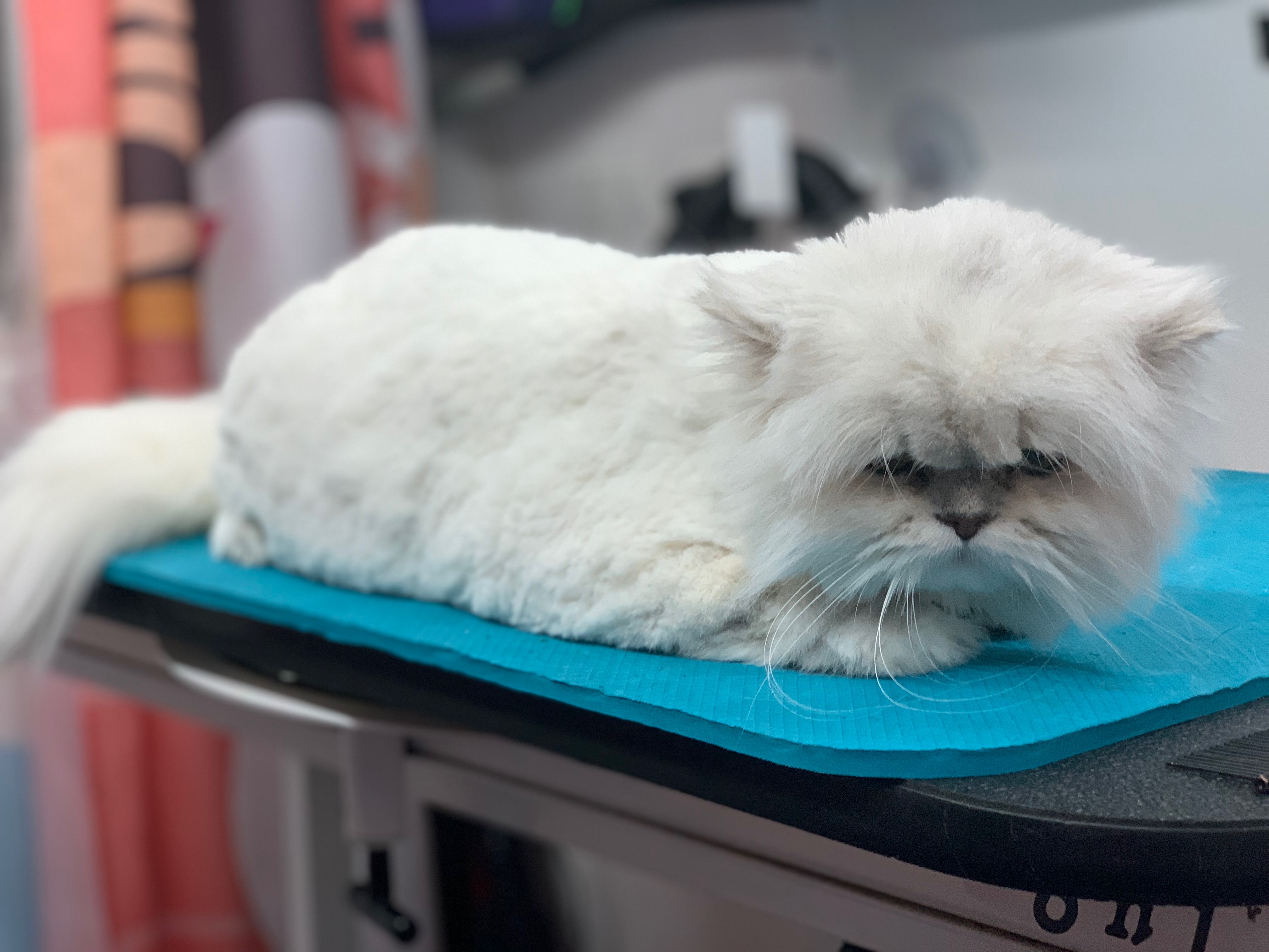 Kitty Trim
