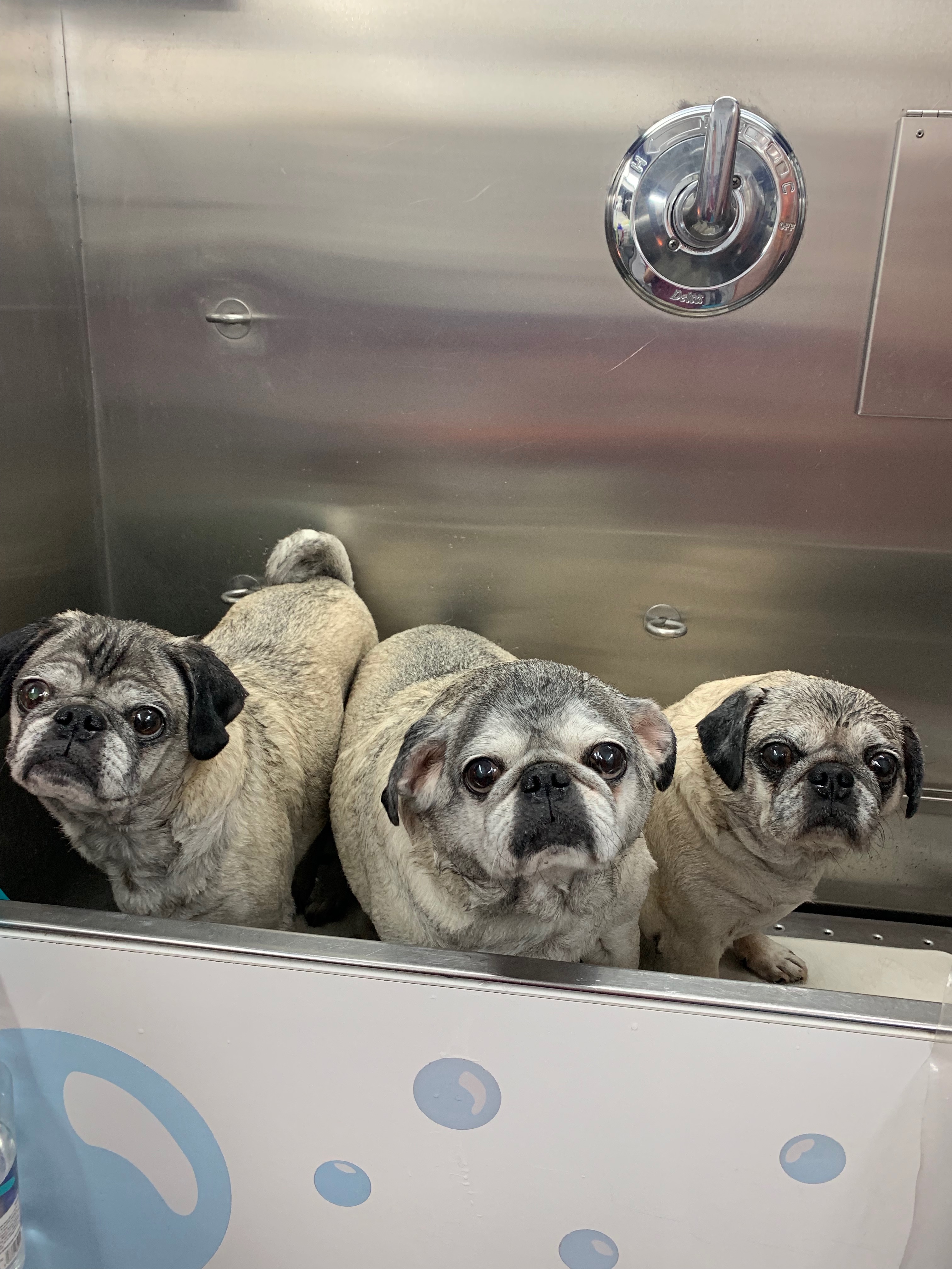 3 Pugs in a Tub