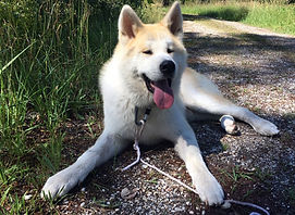 Pension Canine Gironde Pessac Chiot