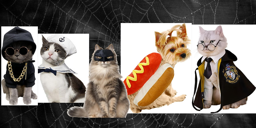5 Costumes Your Pet Will Love This Halloween!