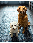 charlie & red