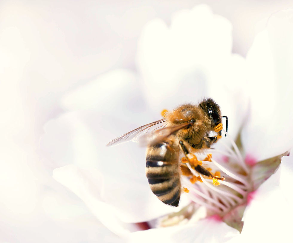 Bienenpatenschaft verschenken – Biene auf Blüte Symbol für Nachhaltigkeit und Honigfreude