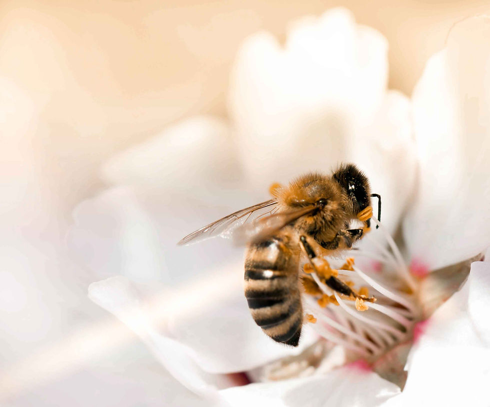 Bienenpatenschaft verschenken – mit Urkunde, Jahresrückblick & Honig-Überraschungspaket aus meiner Bioland-Imkerei im Westerwald