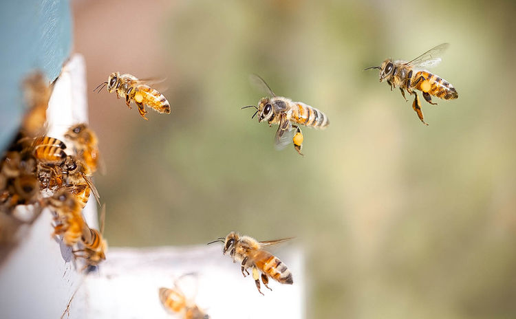 Honigbienen im Frühling – nachhaltig schenken mit einer Bienenpatenschaft