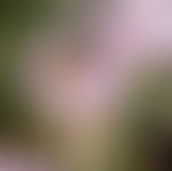 Erste warme Tage im Westerwald – meine Bienen starten in den Frühling