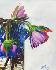 Mohala Lilies