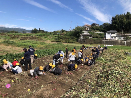 小学生とさつまいも収穫に行ってきました!
