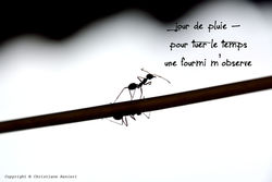 jour de pluie  copie