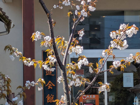 心道会館の前で、山桜の花が初めて咲いた様子。花枝の向こうに道場の文字が見えている。