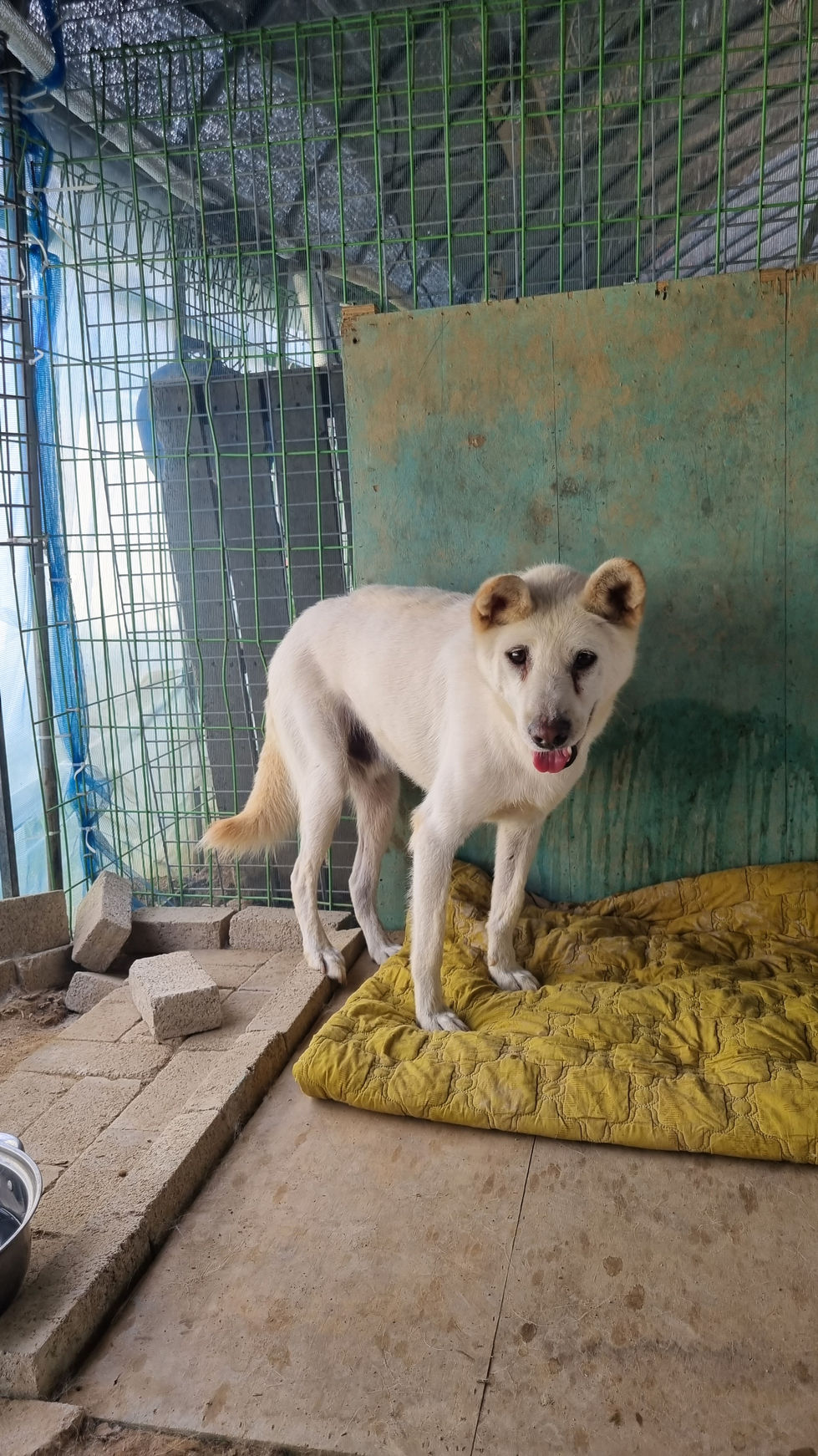 SPARKY_Image_2024-06-29-13-50-09_002