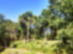 sy_forest4rai_10b