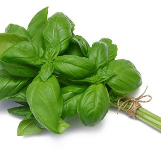 Basil