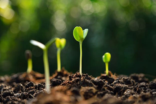 baby seedlings