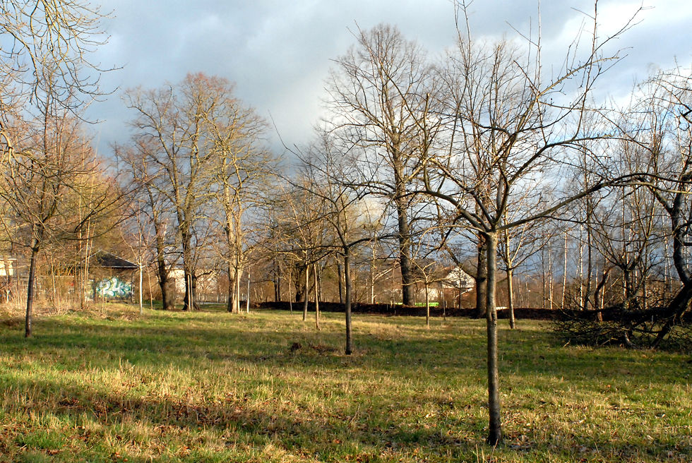 Apfelwiese Eckersbach (2)