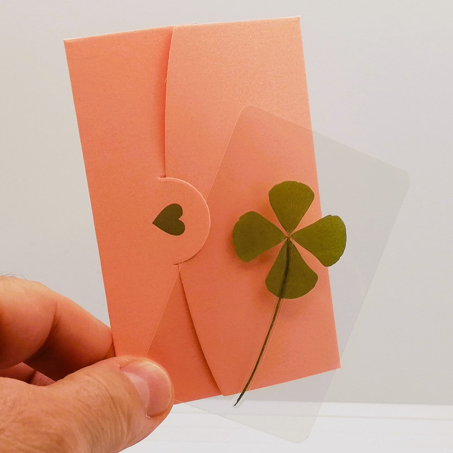 véritable trèfle à quatre feuilles séchée