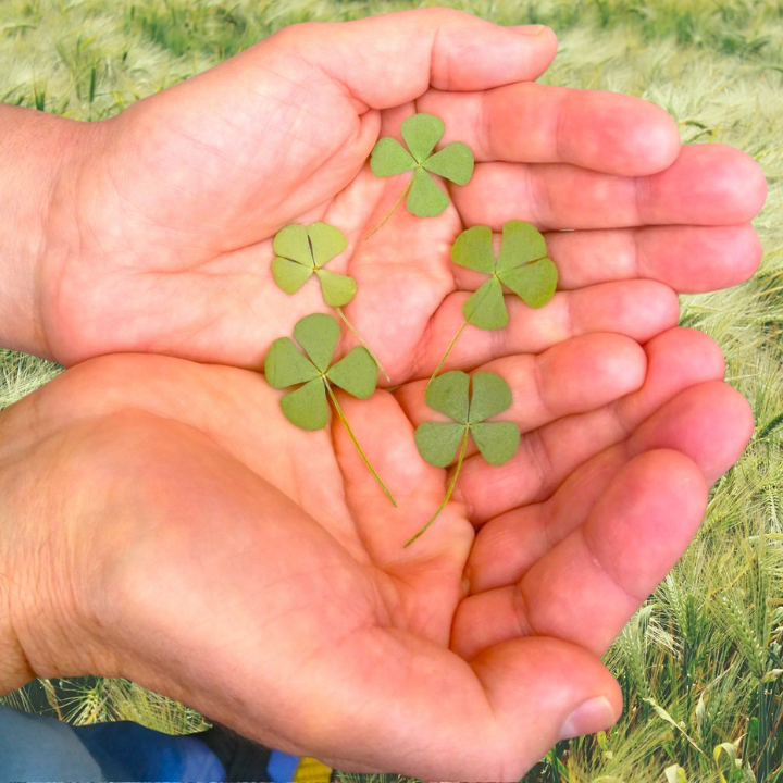 Miniature : Trèfles à Quatre Feuilles : L’Essence du Bonheur