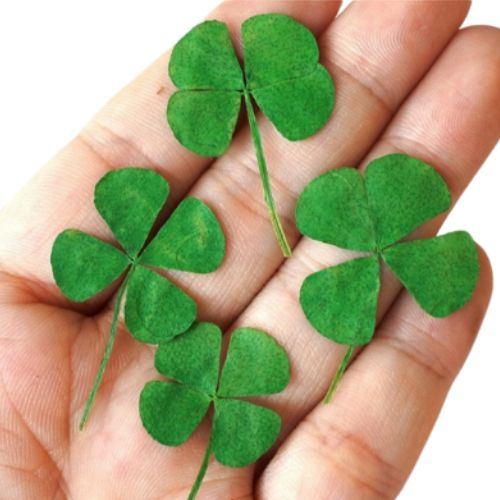 Quatre véritables trèfles naturels à quatre feuilles présentés dans une main