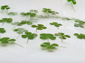 Le trèfle à quatre feuilles : un symbole de chance